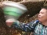 Here's What Bees Do If You Attack Them
