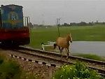 Hey Horse Get Off The Fucking Train Tracks
