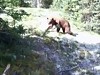 Hiker Encounters A Friendly Bear