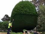 His Tree Shaping Skills Are Awesome
