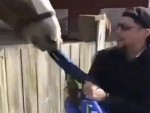 Horse Doesn't Like You
