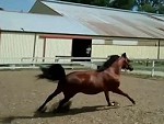 Horse Inadvertently Makes An Escape
