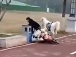 Horse Personally Delivers A Fuck You
