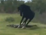 Horse Vs Alligator: Who Will Win?
