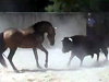 Horse Vs Bull Who Will Win