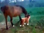 Horses Are Territorial
