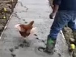 How Chickens Fuck With Concreters

