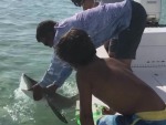 How Not To Release A Shark
