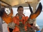 How's This Giant Lobster!?
