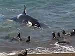 Huge Whale Glides In For An Easy Seal Snack
