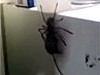 Huntsman Spider Has His Mouse Dinner Welcome To Australia