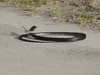 I Guess That's What A Suicidal Snake Looks Like