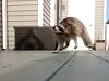 I Never Knew Raccoons Were Such Hostile Little Cunts