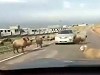 click to watch video