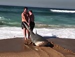 Insanely Help A Shark Back Into The Ocean
