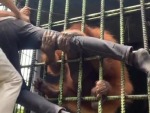 Isn't A Friendly Orangutan
