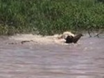 Jaguar Doing Battle With A Caiman Croc - Wow!
