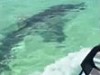 Jet Ski Dumbshit Foolishly Antagonises A Shark