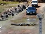 Just A Normal Day Driving In Australia
