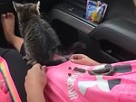 Kitten Snapped One Off On A Girls T Shirt
