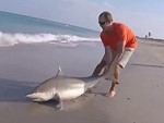 Large Shark Catch And Release
