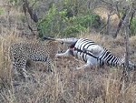 Leopard Finds The Zebras Bladder
