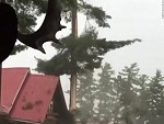 Lightning Strikes A Tree And It Explodes

