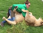 Lion And Woman Clearly Love Each Other
