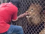 Lion Handler Donates A Finger
