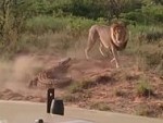 Lions Battle A Croc You Don't See That Every Day
