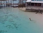 Little Dude Comes Unknowingly Close To Sharks
