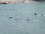 Little Dudes Terrified As Two Huge Orcas Approach
