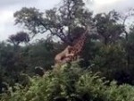 Lovely Day For A Giraffe Ride
