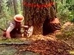 Lumberjack Has A Problem Cutting A Tree Down
