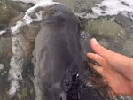 Man And Dog Save A Stranded Dolphin On A Welsh Beach
