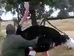 Man Mounts And Rides An Ostrich
