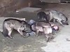 Man Sacrifices Himself To Feed The Wolves

