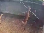 Man Vs Deer: Who Will Win?
