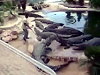 Maniac Handler Goes In The Crocodile Enclosure No Fear Whatsoever