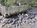 Meal Time At The Alligator Farm Is Intense
