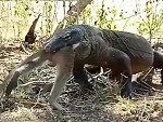 Monitor Lizard Eating A Fucking Monkey
