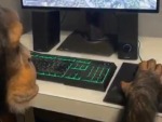 Monkey Is An Avid Gamer
