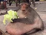 Monkey Is One Seriously Fat Little Fucker
