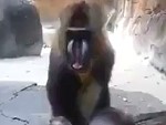 Monkey Makes These Guys Fucking Lose It
