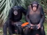 Monkeys Are Evolving
