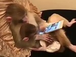 Monkeys In 2019 Be Like Just Leave Me Alone
