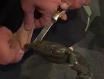 Mud Crab Vs Penis: Who Will Win?
