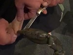 Mud Crab Vs Penis: Who Will Win?
