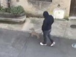 Neighbour Just Walking His Dog

