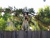 Neighbours Dog Is On The Trampoline Again